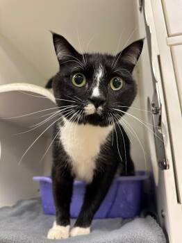 Maestro (81 South) -  Domestic Short Hair Cat for Adoption in Johnson City, Tennessee - Maestro (81 South) | PetCurious