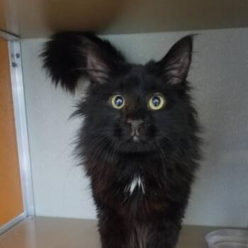 Garth -  Domestic Long Hair Cat for Adoption in Salt Lake City, Utah - Garth | PetCurious