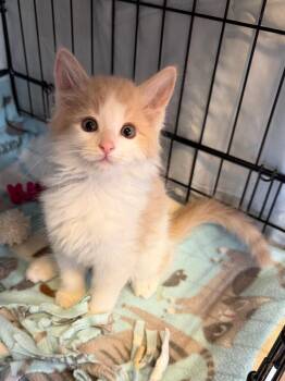 Domestic Medium Hair Cats Available for Adoption in Cincinnati, Ohio - Scrunchies | PetCurious