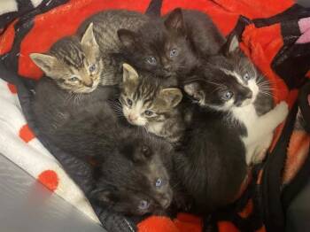 GARLIC -  Domestic Short Hair Cat for Adoption in Tustin, California - GARLIC | PetCurious