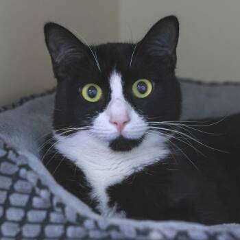 Domestic Short Hair Cats Available for Adoption - Xeno | PetCurious