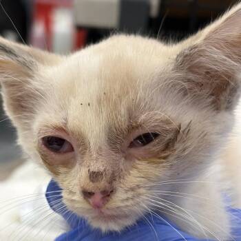 Sebastian (Phoenix) -  Domestic Short Hair Cat for Adoption in Milton, Florida - Sebastian (Phoenix) | PetCurious