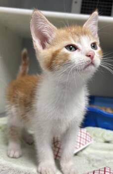 Sir Snuggles 1149-26 -  Domestic Short Hair Cat for Adoption in Cumming, Georgia - Sir Snuggles 1149-26 | PetCurious