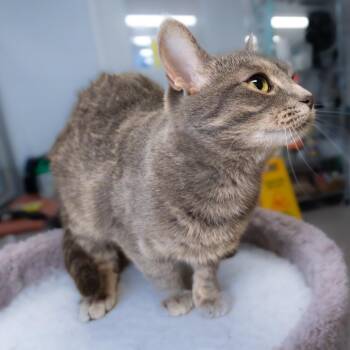 Domestic Short Hair Cats Available for Adoption - Felicia | PetCurious