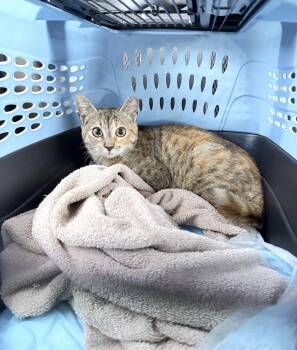 Torbie and Domestic Short Hair Cats Available for Adoption in Riverside, California - Honey 2 | PetCurious