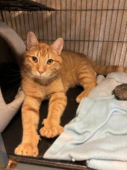 Jynx -  Domestic Short Hair Cat for Adoption in Kalamazoo, Michigan - Jynx | PetCurious