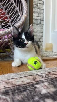 Pringle -  Domestic Medium Hair Cat for Adoption in San Francisco, California - Pringle | PetCurious