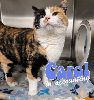 Carol in Accounting -  Domestic Short Hair Cat for Adoption in Nevada, Iowa - Carol In Accounting | PetCurious