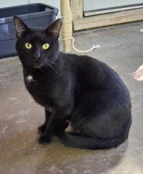 Coal -  Domestic Short Hair Cat for Adoption in Mountain View, Arkansas - Coal | PetCurious