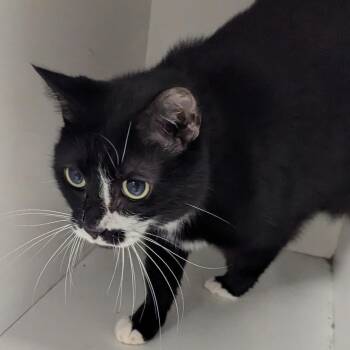 Smudge -  Domestic Short Hair Cat for Adoption in Jeffersonville, Indiana - Smudge | PetCurious