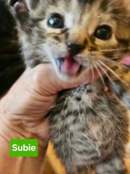 Subie -  Domestic Short Hair and Tabby Cat for Adoption in Poplar Grove, Illinois - Subie | PetCurious