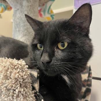 Rescue Domestic Short Hair Cats for Adoption in Victor, New York - Lancelot | PetCurious