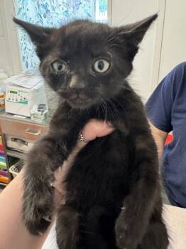 Rescue Domestic Short Hair Cats for Adoption in Lacey Township, New Jersey - Bullseye | PetCurious