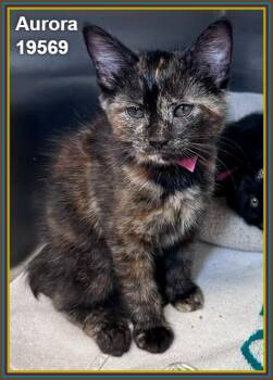 AURORA (see also ECLIPSE) -  Domestic Short Hair and Tortoiseshell Cat for Adoption in Marietta, Georgia - AURORA (see Also ECLIPSE) | PetCurious