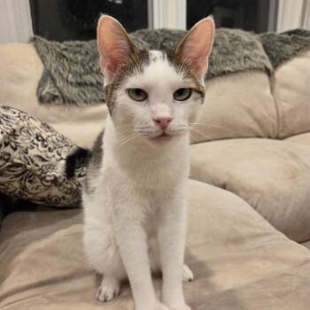 Rescue Domestic Short Hair Cats for Adoption in Palisades Park, New Jersey - Jobie | PetCurious