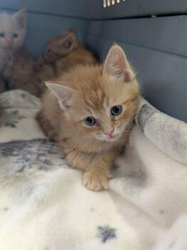 Adonis -  Tabby Cat for Adoption in Grand Junction, Colorado - Adonis | PetCurious