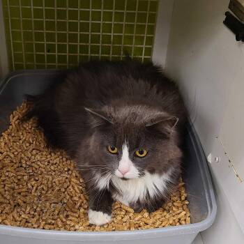 Domestic Short Hair Cats Available for Adoption in Tallahassee, Florida - Sidney | PetCurious