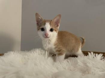Saka -  Domestic Short Hair Cat for Adoption in Virginia Beach, Virginia - Saka | PetCurious