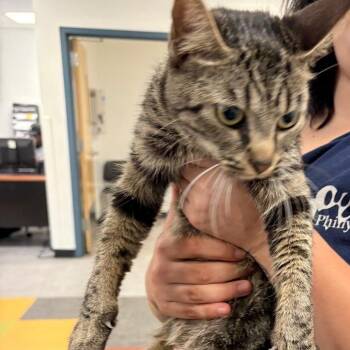 Momma B -  Domestic Short Hair Cat for Adoption in Philadelphia, Pennsylvania - Momma B | PetCurious