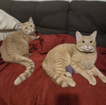 Domestic Short Hair Cats Available for Adoption in Pasco, Washington - Castor And Pollux (Bonded Pair) | PetCurious
