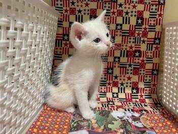 LEAF -  Domestic Short Hair Cat for Adoption in Riverside, California - LEAF | PetCurious