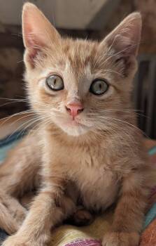 Copper -  Tabby and Domestic Short Hair Cat for Adoption in Libby, Montana - Copper | PetCurious