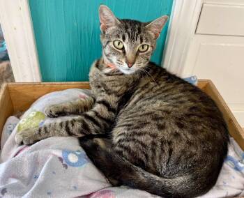 Pandora -  Tabby Cat for Adoption in Scottsburg, Indiana - Pandora | PetCurious