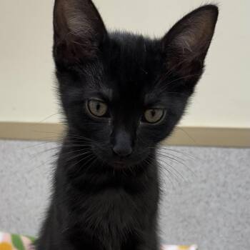 Mounds -  Domestic Short Hair Cat for Adoption in Naperville, Illinois - Mounds | PetCurious
