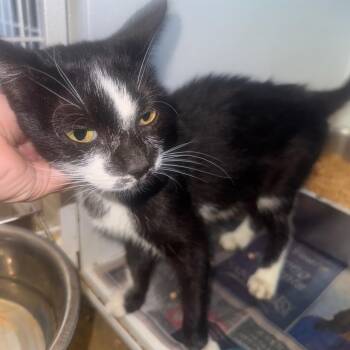 Bailey -  Domestic Short Hair Cat for Adoption in New York, New York - Bailey | PetCurious