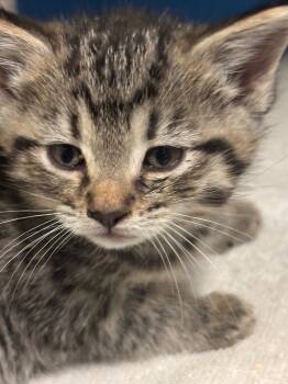 Rescue Domestic Short Hair Cats for Adoption in Ellijay, Georgia - Tionne | PetCurious