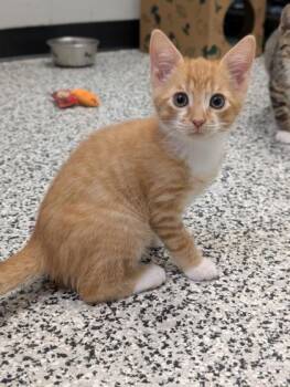 Rescue Domestic Short Hair Cats for Adoption in West Chester, Pennsylvania - Otis | PetCurious