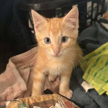 Manly (Mani) -  Domestic Short Hair Cat for Adoption in Bentonville, Arkansas - Manly (Mani) | PetCurious