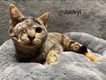 Rescue Domestic Short Hair Cats for Adoption in Wabash, Indiana - Jackyl | PetCurious