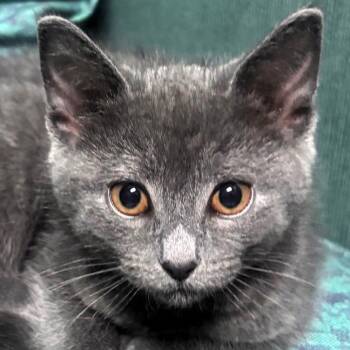 Jelly -  Domestic Short Hair Cat for Adoption in Lenexa, Kansas - Jelly | PetCurious