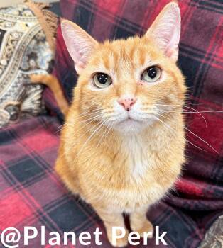 Coda - laid back sweetheart orangie -  Tabby Cat for Adoption in Oshkosh, Wisconsin - Coda - Laid Back Sweetheart Orangie | PetCurious