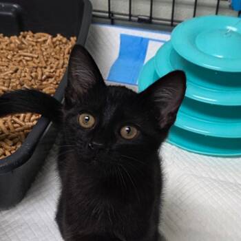 Messi -  Domestic Short Hair Cat for Adoption in Williston, Florida - Messi | PetCurious