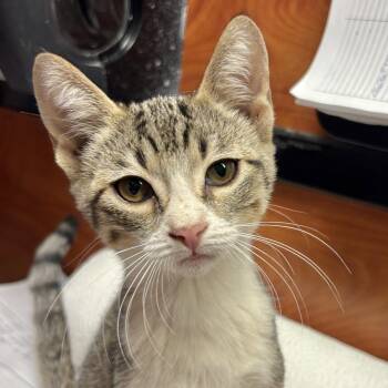 Morgana -  Domestic Short Hair Cat for Adoption in Sonora, California - Morgana | PetCurious