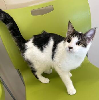 Xena -  Domestic Short Hair Cat for Adoption in Arlington, Vermont - Xena | PetCurious