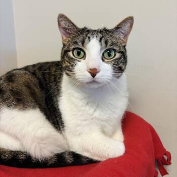 Buddy -  Domestic Short Hair Cat for Adoption in Murray, Utah - Buddy | PetCurious