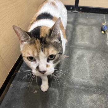 Kali -  Domestic Short Hair Cat for Adoption in Hemet, California - Kali | PetCurious
