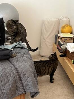 Little One (bonded pair with Buddy) -  Domestic Short Hair Cat for Adoption in Champaign, Illinois - Little One (bonded Pair With Buddy) | PetCurious
