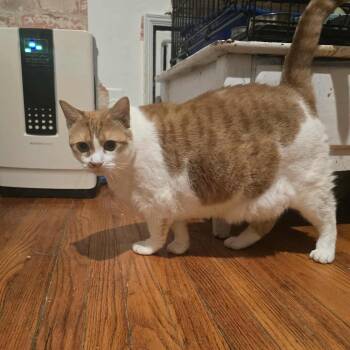 Rescue Domestic Short Hair Cats for Adoption in Huntington, New York - Harley (female- EXTRA LARGE) | PetCurious