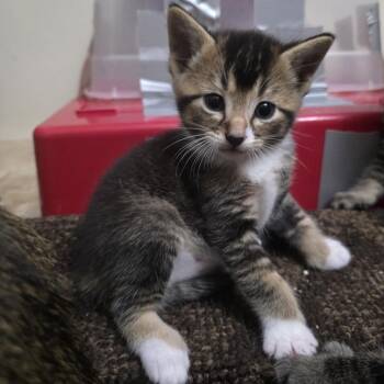 Java C12085 -  Domestic Short Hair Cat for Adoption - Java C12085 | PetCurious