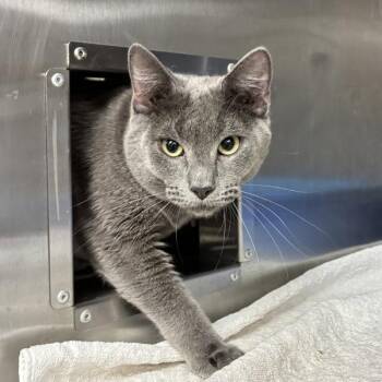 Smithereens (mcas) -  Domestic Short Hair Cat for Adoption in Troutdale, Oregon - Smithereens (mcas) | PetCurious