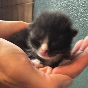 Domestic Short Hair Cats Available for Adoption in Elfin Forest, California - Curling | PetCurious