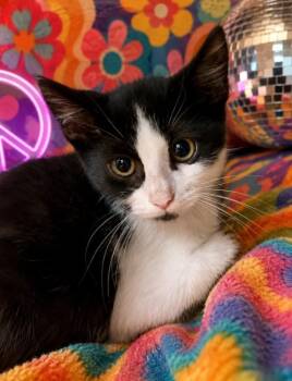 FUNKY -  Domestic Short Hair Cat for Adoption - FUNKY | PetCurious