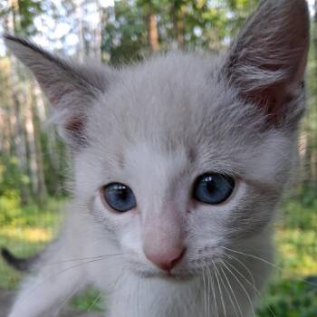 Ping -  Domestic Short Hair and Siamese Cat for Adoption in Grand Rapids, Minnesota - Ping | PetCurious