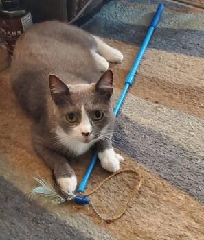 Rescue Domestic Medium Hair Cats for Adoption in Shawnee, Oklahoma - RUSTY Rebe Gray And White 1.5 Yr Old Male | PetCurious