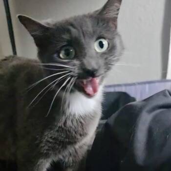 Domestic Short Hair Cats Available for Adoption - Valentine | PetCurious