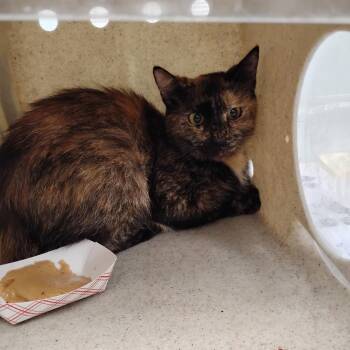 Cupcake -  Domestic Short Hair Cat for Adoption in Philadelphia, Pennsylvania - Cupcake | PetCurious